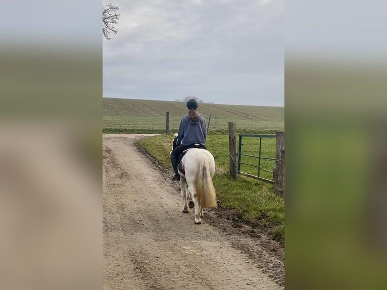 Tinker Merrie 9 Jaar 135 cm Gevlekt-paard in Würzburg