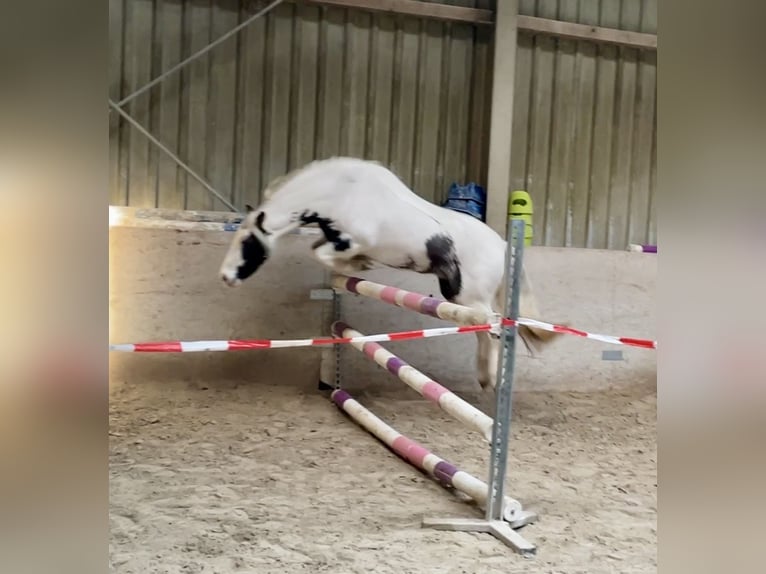 Tinker Merrie 9 Jaar 135 cm Gevlekt-paard in Würzburg
