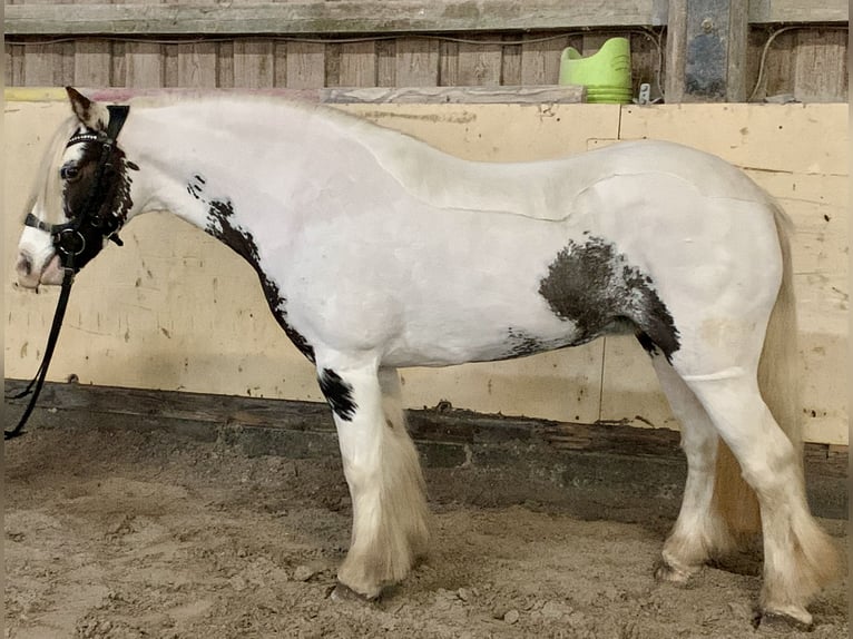 Tinker Merrie 9 Jaar 135 cm Gevlekt-paard in Würzburg