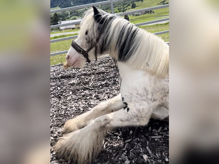 Tinker Mix Merrie 9 Jaar 135 cm Zwartschimmel in Valchava