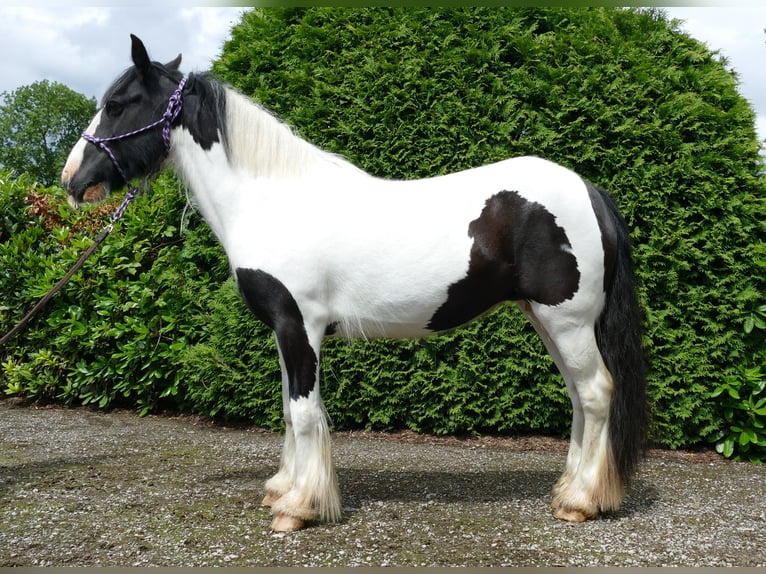 Tinker Merrie 9 Jaar 136 cm Gevlekt-paard in Lathen