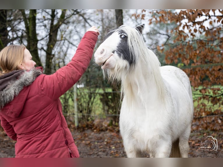 Tinker Merrie 9 Jaar 136 cm in Hagen