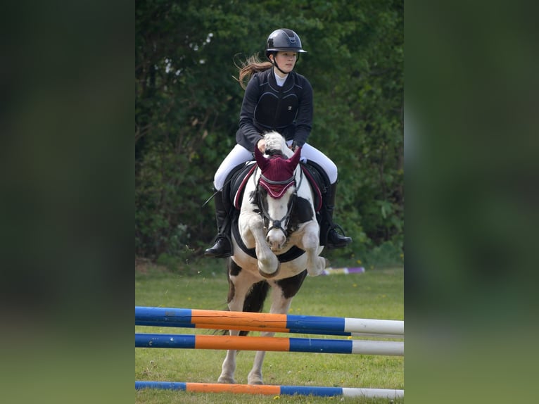 Tinker Merrie 9 Jaar 137 cm Gevlekt-paard in De Cocksdorp