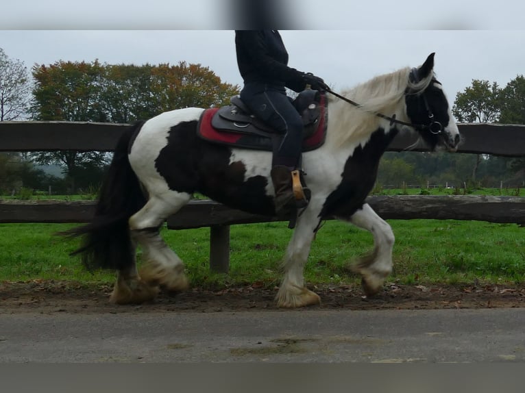 Tinker Merrie 9 Jaar 139 cm Gevlekt-paard in Lathen