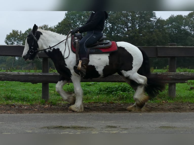 Tinker Merrie 9 Jaar 139 cm Gevlekt-paard in Lathen