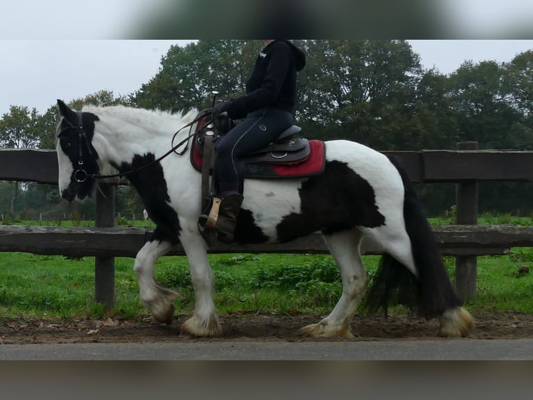 Tinker Merrie 9 Jaar 139 cm Gevlekt-paard in Lathen