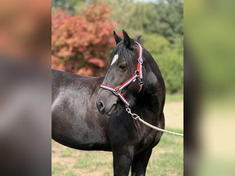 Tinker Merrie 9 Jaar 140 cm Zwart in Achstetten