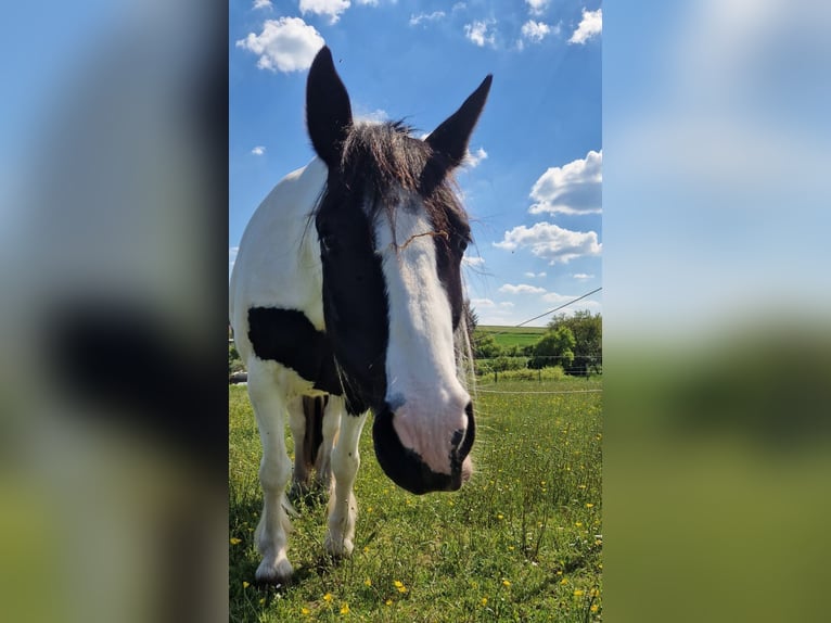 Tinker Mix Merrie 9 Jaar 142 cm Gevlekt-paard in Schweinfurt