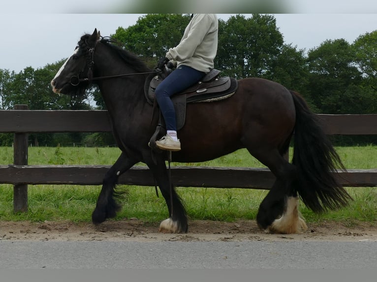 Tinker Merrie 9 Jaar 143 cm Zwart in Lathen