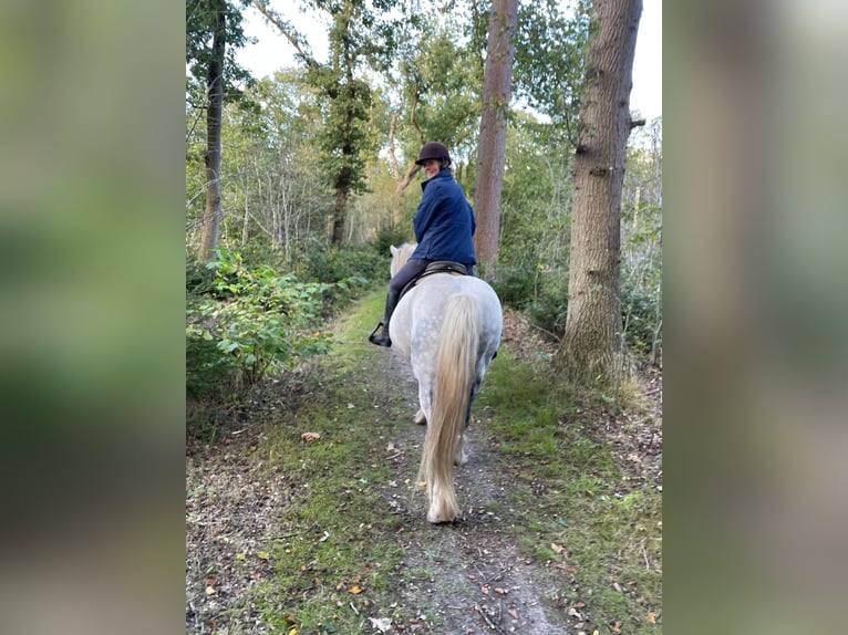 Tinker Merrie 9 Jaar 146 cm Roan-Blue in Assen