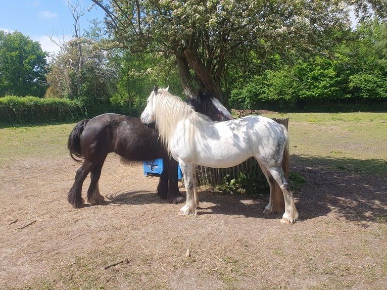 Tinker Merrie 9 Jaar 146 cm Roan-Blue in Assen