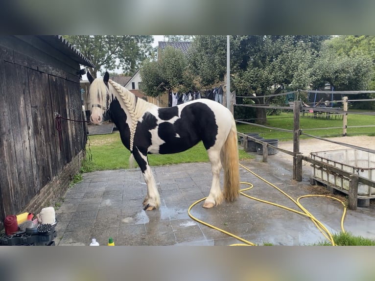 Tinker Merrie 9 Jaar 148 cm Gevlekt-paard in Apeldoorn