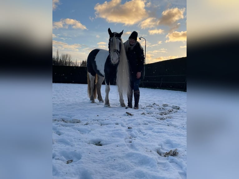 Tinker Merrie 9 Jaar 148 cm Gevlekt-paard in Apeldoorn