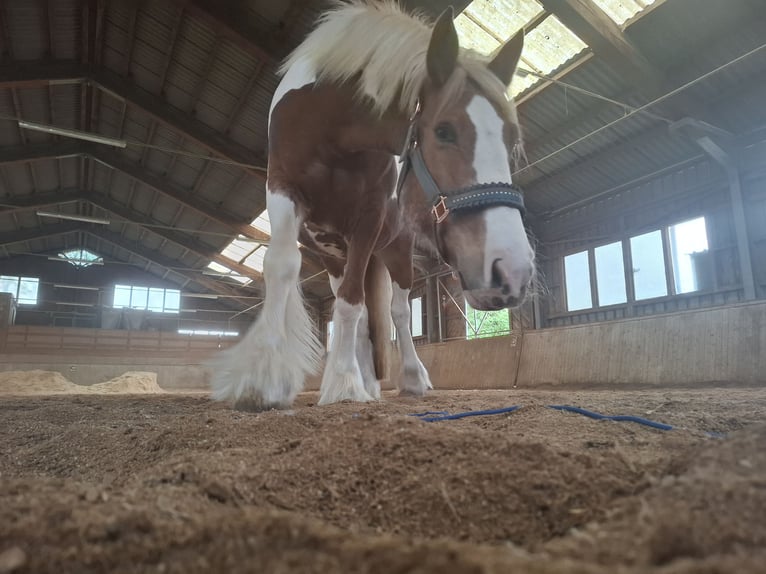 Tinker Merrie 9 Jaar 150 cm Gevlekt-paard in Pichl bei wels