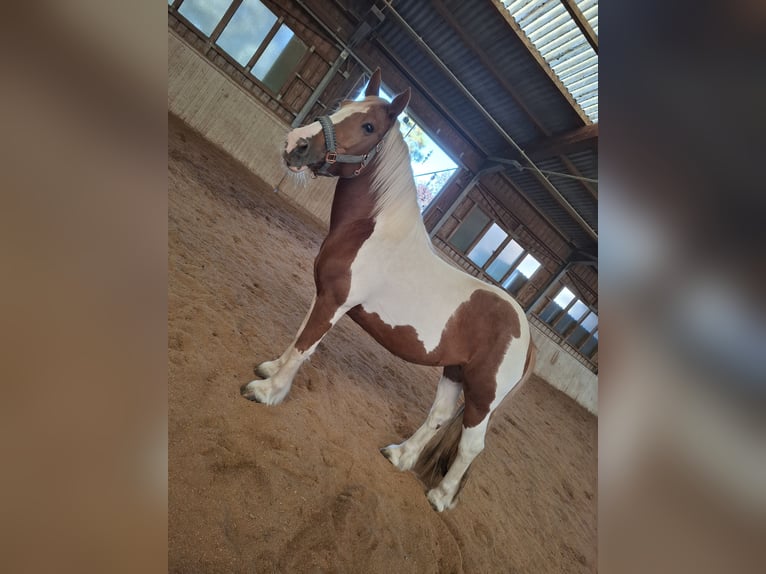 Tinker Merrie 9 Jaar 150 cm Gevlekt-paard in Pichl bei wels