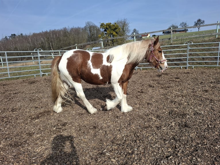 Tinker Merrie 9 Jaar 150 cm Gevlekt-paard in Pichl bei wels