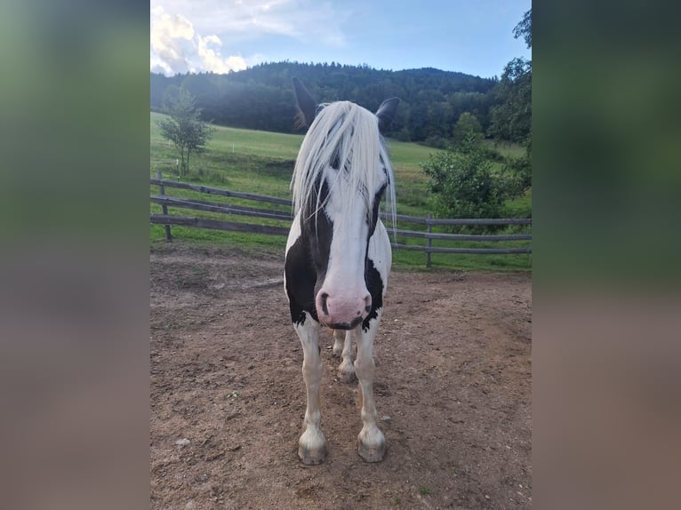 Tinker Merrie 9 Jaar 150 cm Gevlekt-paard in Reichenau an der Rax