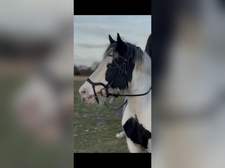Tinker Merrie 9 Jaar 157 cm Gevlekt-paard in Westoverledingen