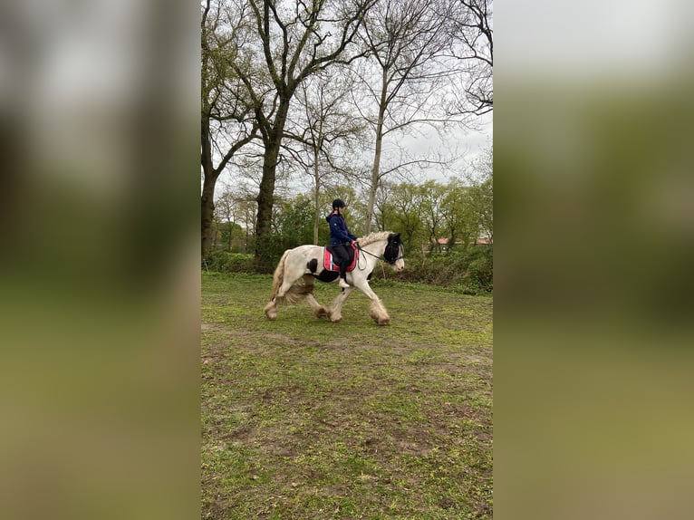 Tinker Merrie 9 Jaar 157 cm Gevlekt-paard in Westoverledingen