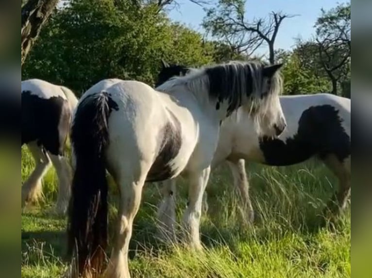Tinker Merrie 9 Jaar Gevlekt-paard in Ecklingerode