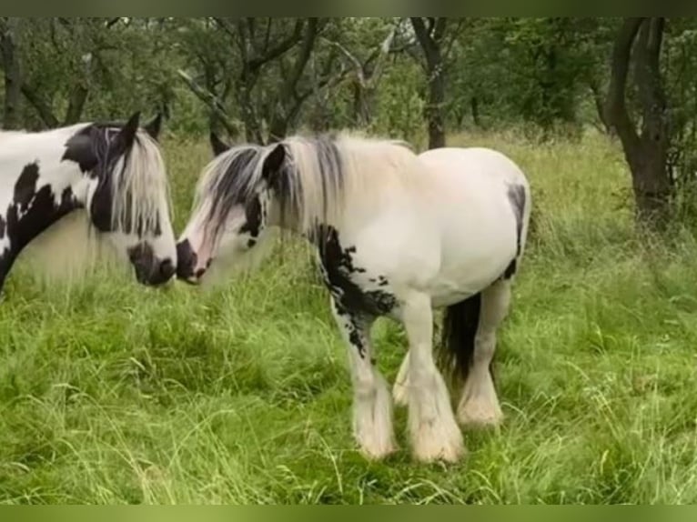 Tinker Merrie 9 Jaar Gevlekt-paard in Kaltohmfeld