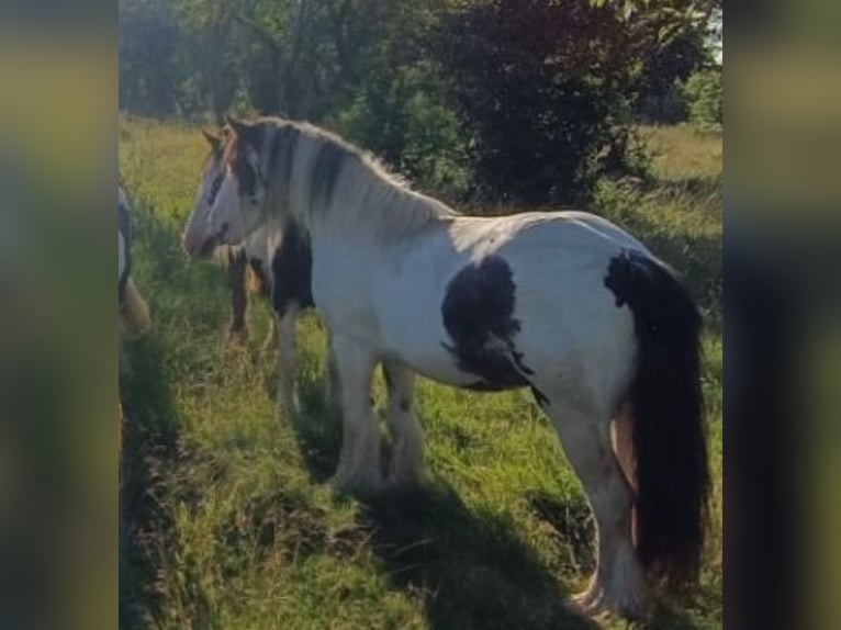 Tinker Merrie 9 Jaar Gevlekt-paard in Kaltohmfeld