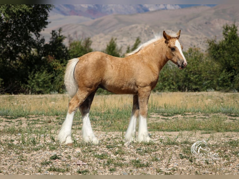 Tinker Merrie Veulen (05/2025) 112 cm Palomino in Cody