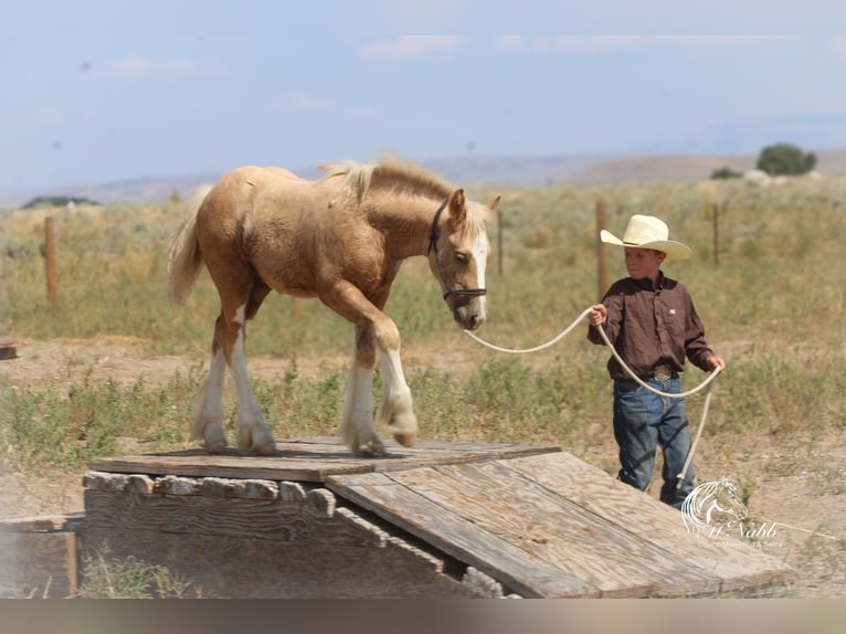 Tinker Merrie Veulen (05/2025) 112 cm Palomino in Cody
