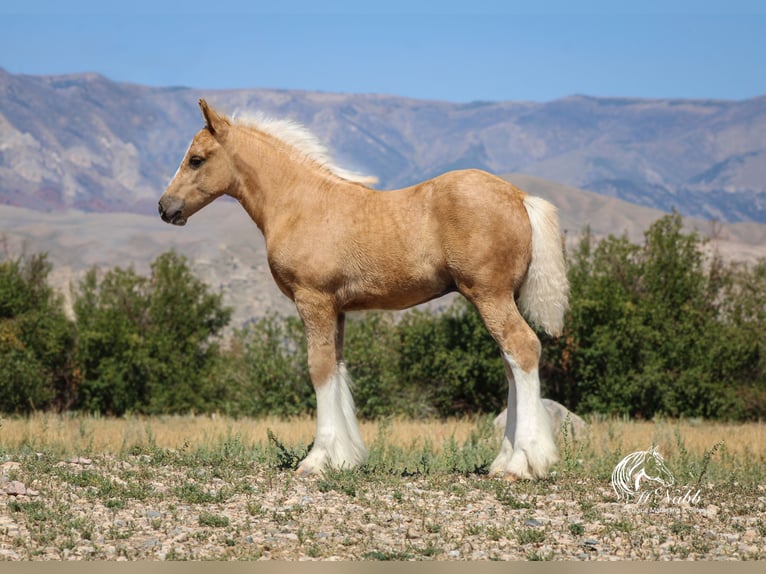 Tinker Merrie Veulen (05/2025) 112 cm Palomino in Cody
