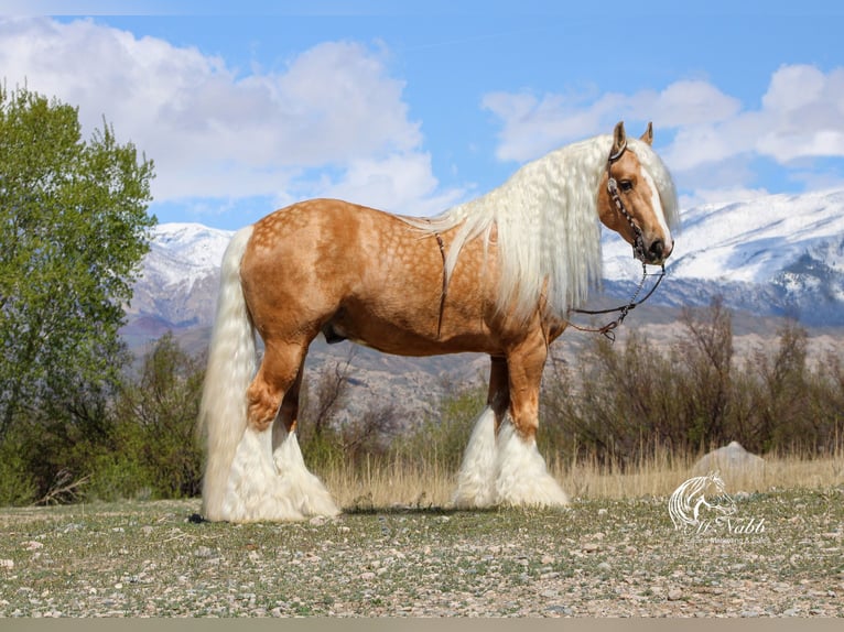 Tinker Merrie Veulen (05/2025) 112 cm Palomino in Cody