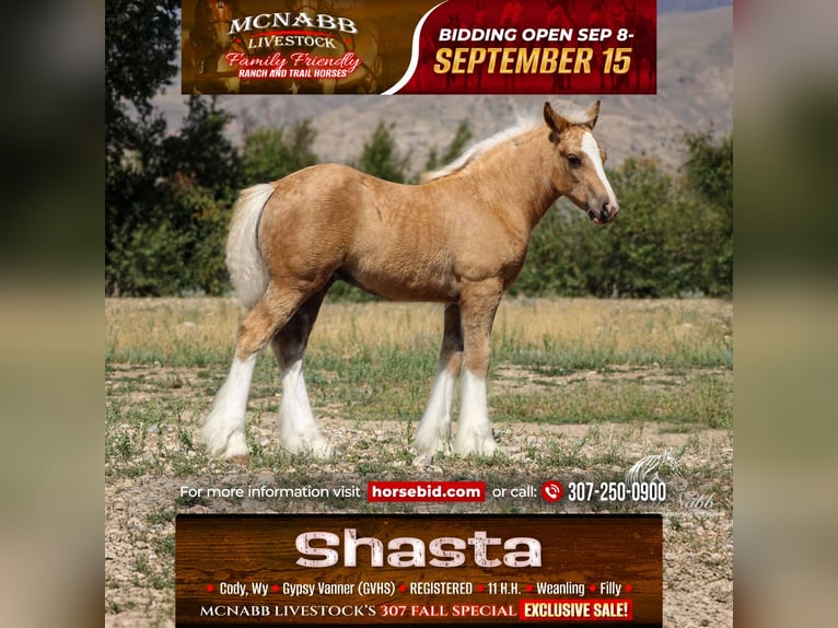 Tinker Merrie Veulen (05/2025) 112 cm Palomino in Cody
