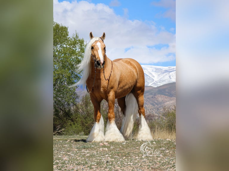 Tinker Merrie Veulen (05/2025) 112 cm Palomino in Cody