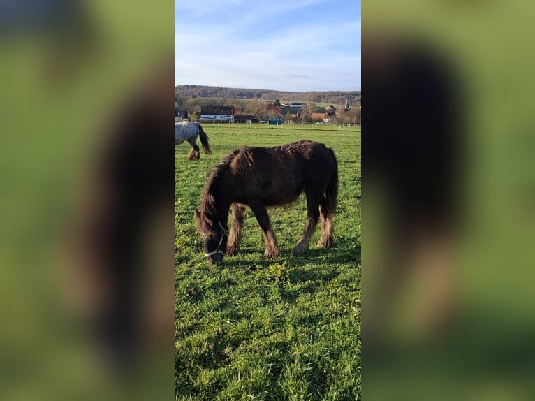 Tinker Merrie Veulen (04/2025) 120 cm Appaloosa in Trendelburg