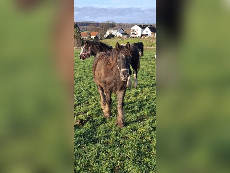Tinker Merrie Veulen (04/2025) 120 cm Appaloosa in Trendelburg