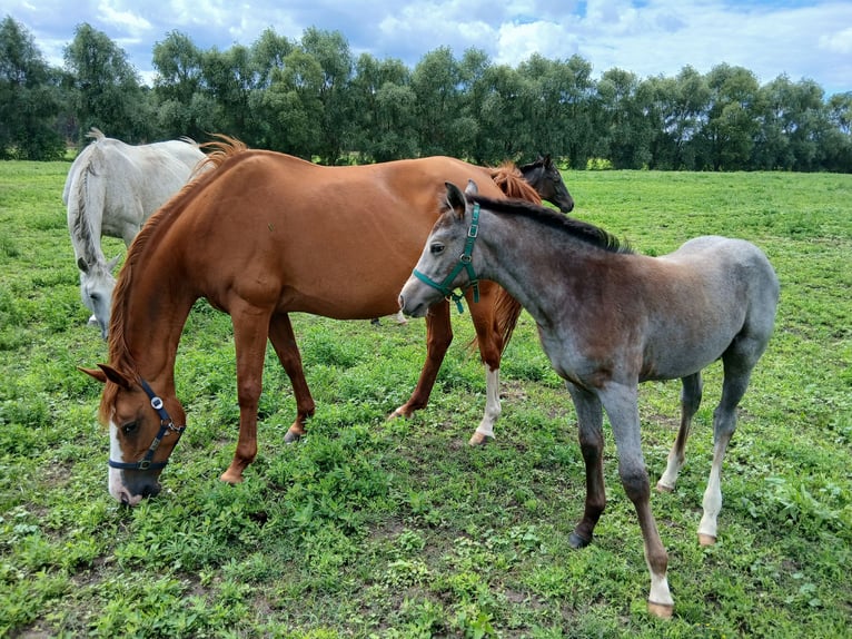 Tinker Mix Merrie Veulen (03/2025) 130 cm Gevlekt-paard in Nuthe-Urstromtal