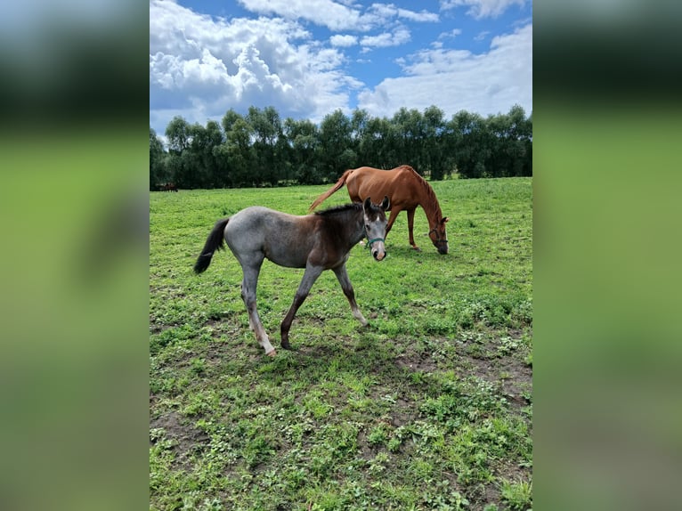 Tinker Mix Merrie Veulen (03/2025) 130 cm Gevlekt-paard in Nuthe-Urstromtal