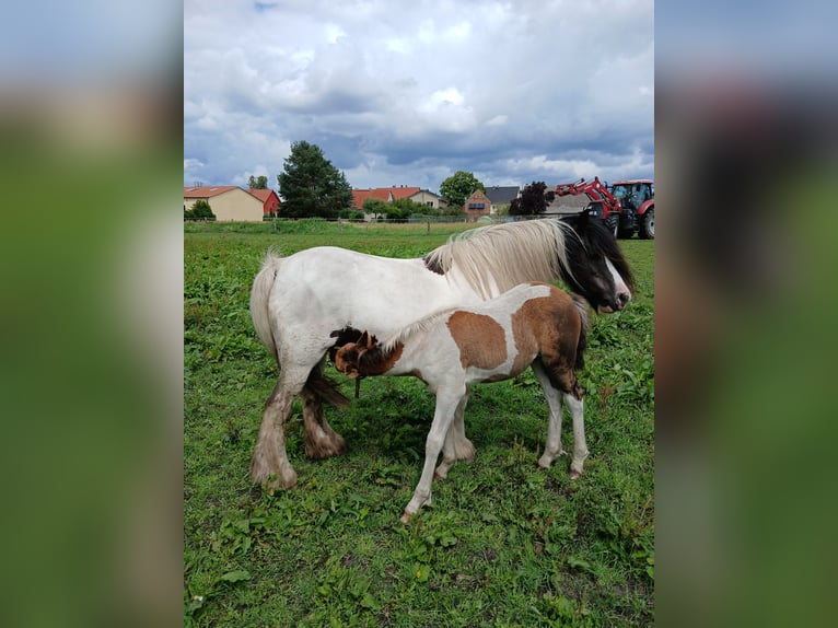 Tinker Mix Merrie Veulen (03/2025) 130 cm Gevlekt-paard in Nuthe-Urstromtal