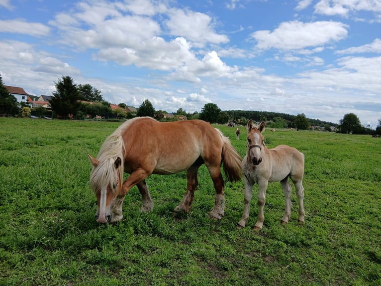 Tinker Mix Merrie Veulen (03/2025) 130 cm Gevlekt-paard in Nuthe-Urstromtal