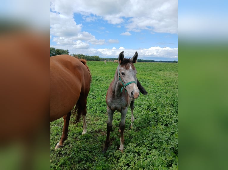 Tinker Mix Merrie Veulen (03/2025) 130 cm Gevlekt-paard in Nuthe-Urstromtal
