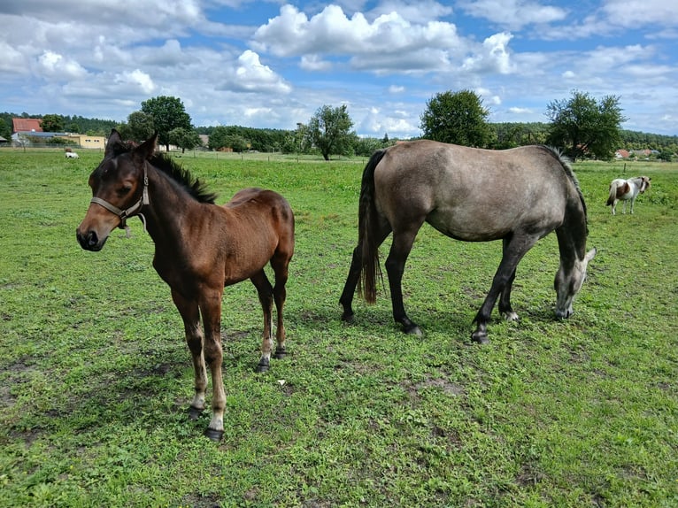 Tinker Mix Merrie Veulen (03/2025) 130 cm Gevlekt-paard in Nuthe-Urstromtal