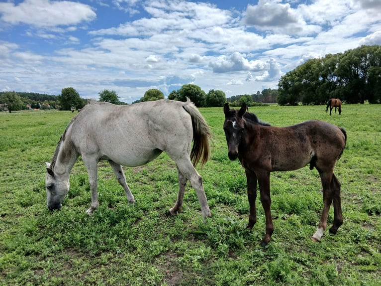 Tinker Mix Merrie Veulen (03/2025) 130 cm Gevlekt-paard in Nuthe-Urstromtal