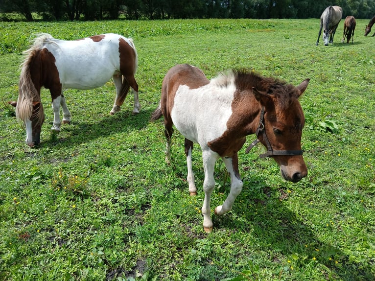 Tinker Mix Merrie Veulen (03/2025) 130 cm Gevlekt-paard in Nuthe-Urstromtal
