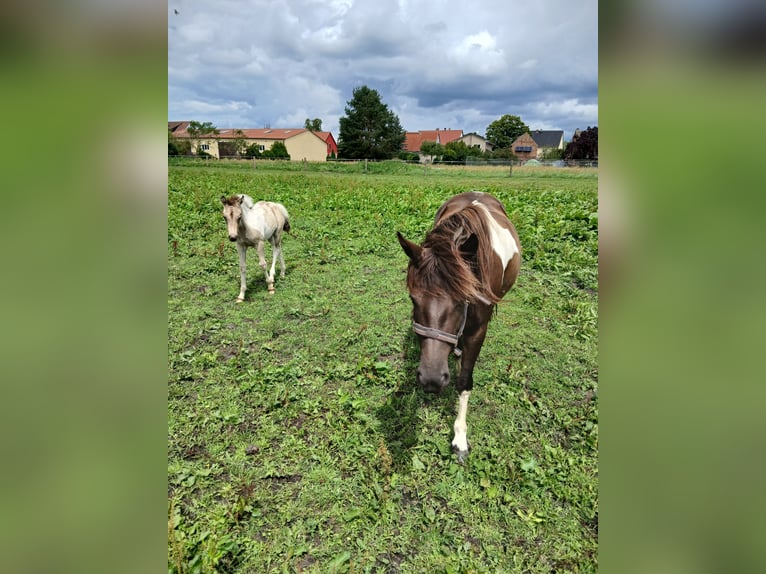 Tinker Mix Merrie Veulen (03/2025) 130 cm Gevlekt-paard in Nuthe-Urstromtal