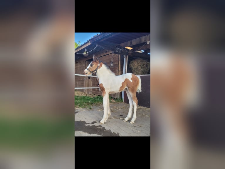 Tinker Merrie Veulen (06/2025) 150 cm Gevlekt-paard in Hasselt