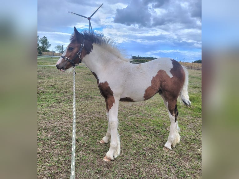 Tinker Merrie Veulen (06/2025) 150 cm Gevlekt-paard in Hasselt