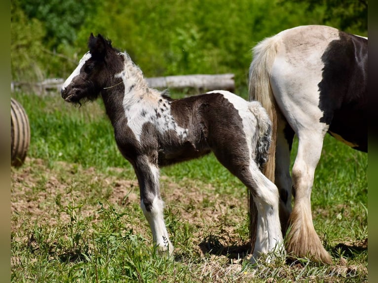 Tinker Merrie veulen (05/2024) 152 cm Tobiano-alle-kleuren in East Canton