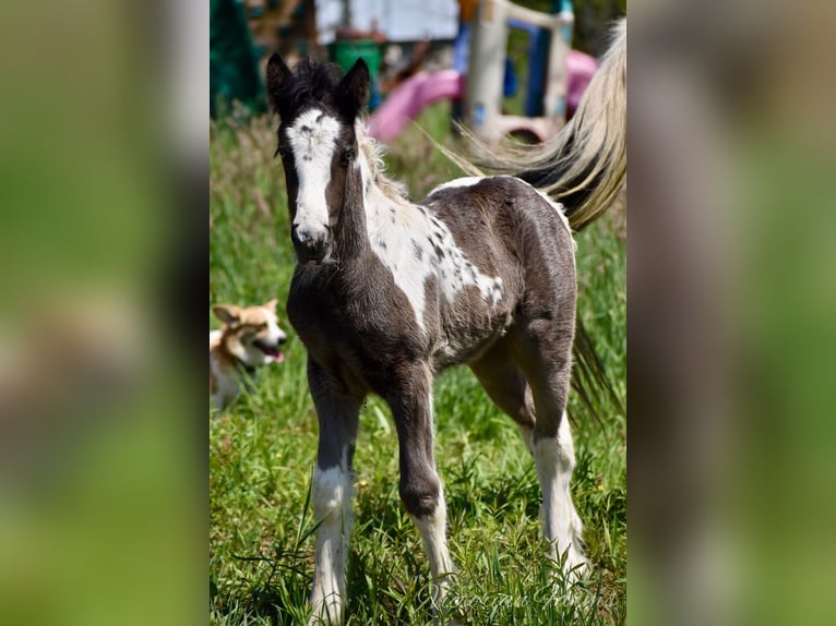 Tinker Merrie veulen (05/2024) 152 cm Tobiano-alle-kleuren in East Canton