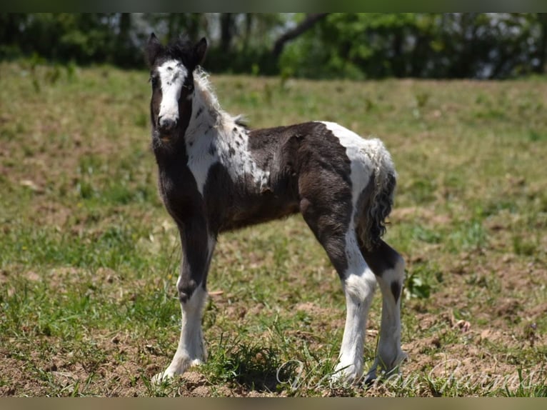 Tinker Merrie veulen (05/2024) 152 cm Tobiano-alle-kleuren in East Canton