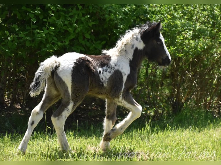 Tinker Merrie veulen (05/2024) 152 cm Tobiano-alle-kleuren in East Canton