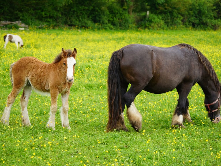 Tinker Merrie Veulen (03/2026) 153 cm  in kerry